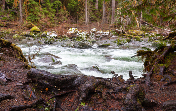 Olympic National Park