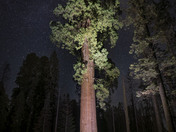 Sequoia National Park
