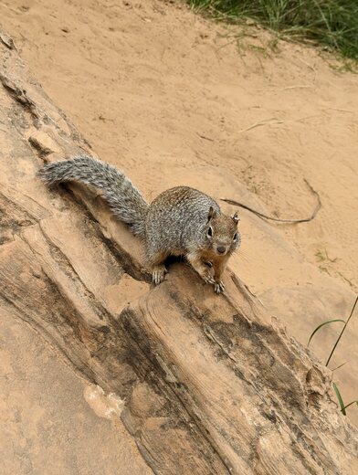 Zion National Park