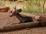 Zion National Park
