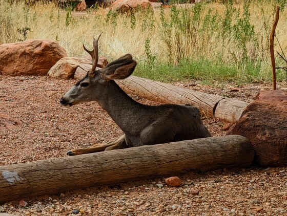 Zion National Park