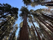 Sequoia National Park 