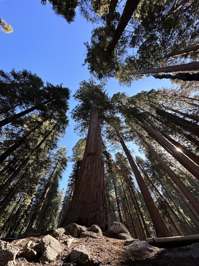 Sequoia National Park 