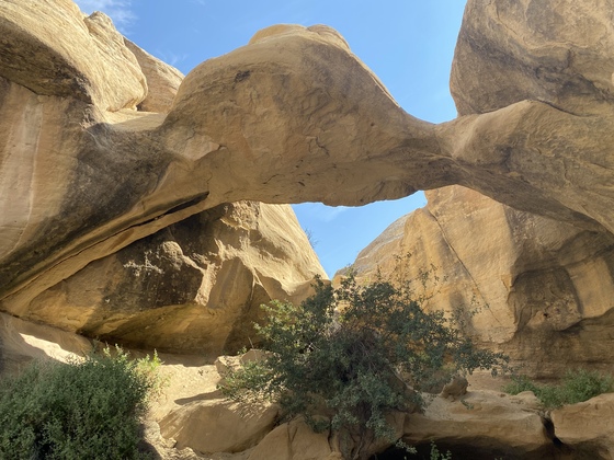 Octopus Arch