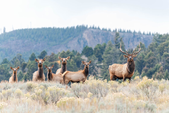 Yellowstone National Park