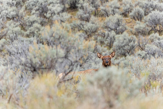 Yellowstone National Park