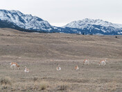 Yellowstone National Park