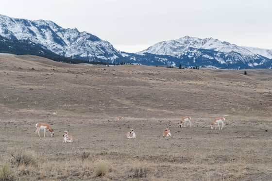 Yellowstone National Park