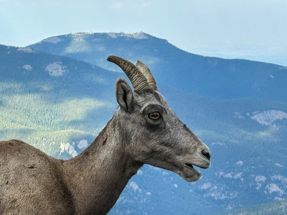 Arapaho and Roosevelt National Forests