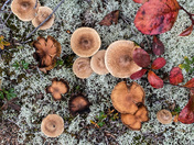 White Mountain National Forest