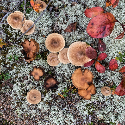 White Mountain National Forest