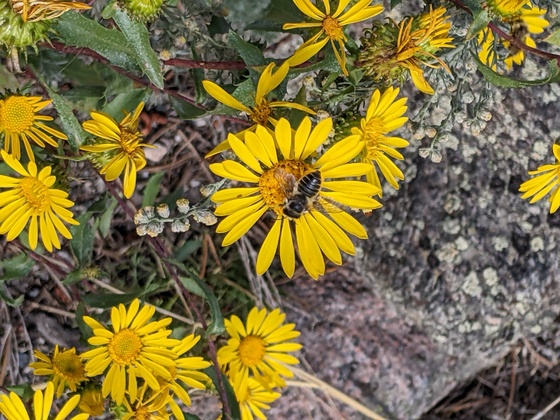 Rocky Mountain National Park 