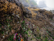 Olympic National Park