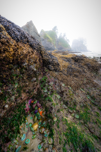 Olympic National Park