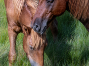 Assateague Island National Seashore