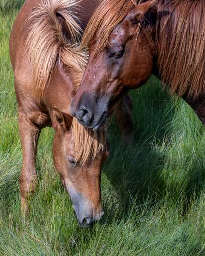 Assateague Island National Seashore