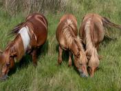 Assateague Island National Seashore