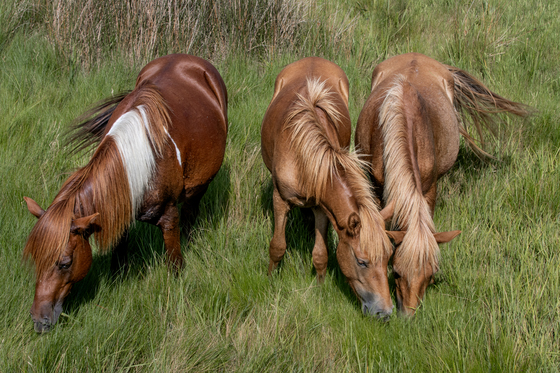 Assateague Island National Seashore