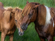 Assateague Island National Seashore