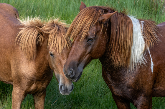 Assateague Island National Seashore