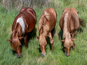 Assateague Island National Seashore