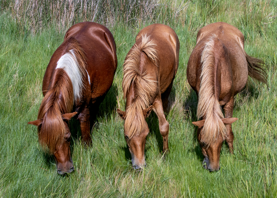 Assateague Island National Seashore