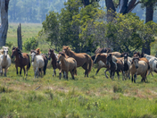 Chincoteague National Wildlife Refuge