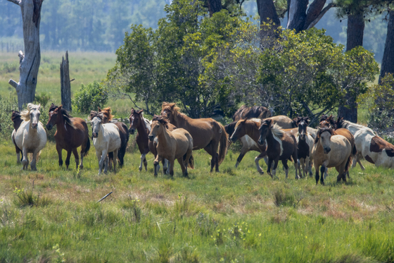 Chincoteague National Wildlife Refuge