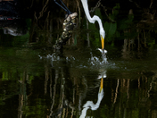 Chincoteague National Wildlife Refuge