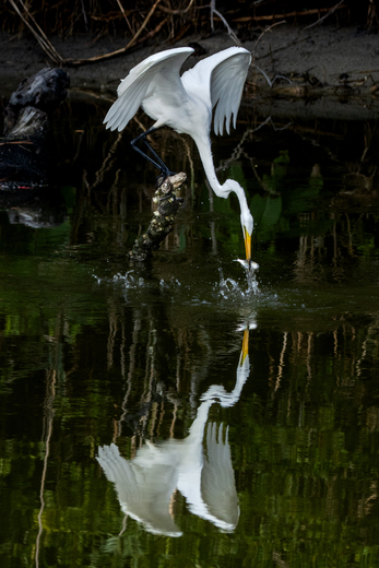 Chincoteague National Wildlife Refuge