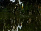 Chincoteague National Wildlife Refuge