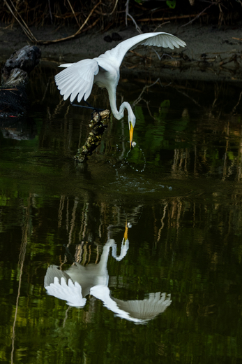 Chincoteague National Wildlife Refuge