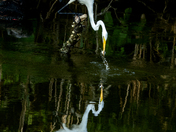 Chincoteague National Wildlife Refuge