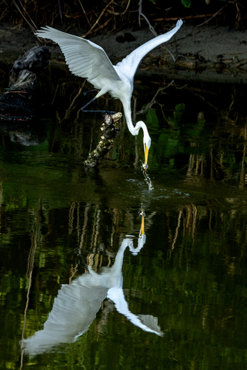 Chincoteague National Wildlife Refuge