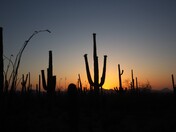 Saguaro National Park AZ