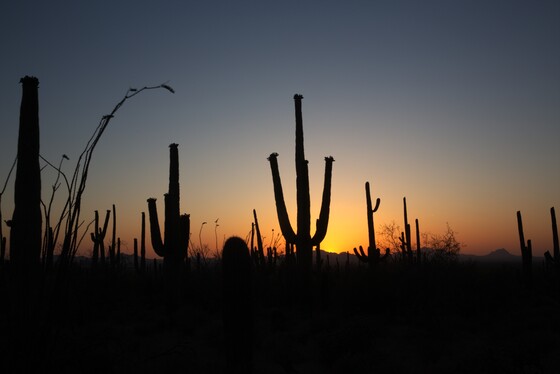Saguaro National Park AZ