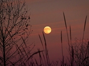 Finley Wildlife Refuge