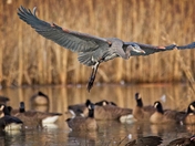 William L. Finley National Wildlife Refuge
