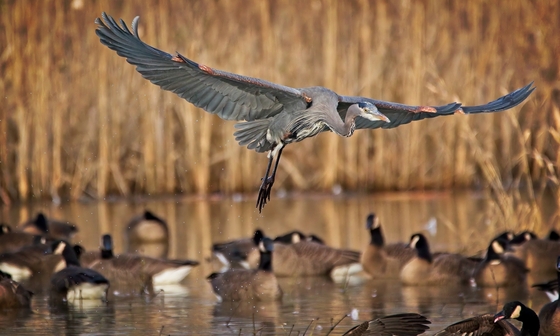William L. Finley National Wildlife Refuge