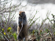 Denali National Park and Reserve