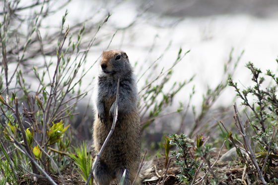 Denali National Park and Reserve
