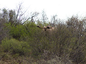 Denali National Park and Reserve