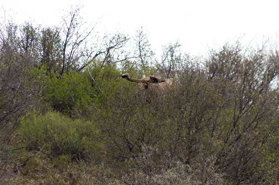 Denali National Park and Reserve