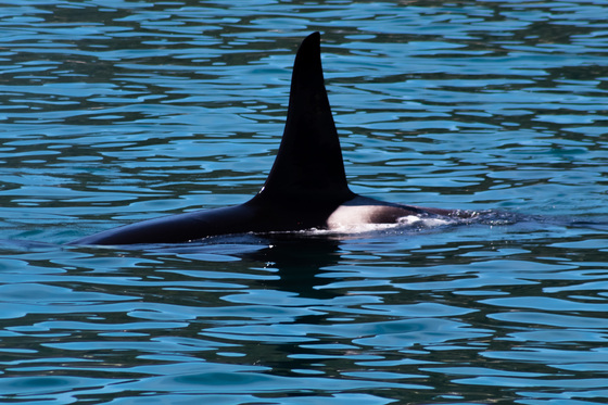 Kenai Fjords National Park