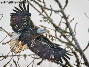 William L Finley National Wildlife Refuge