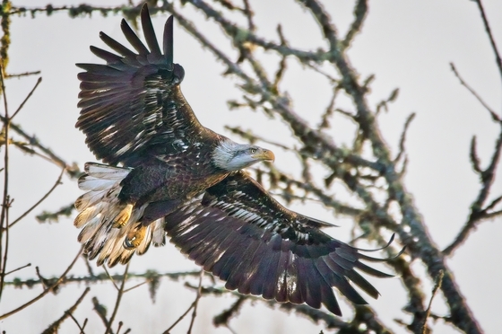 William L Finley National Wildlife Refuge