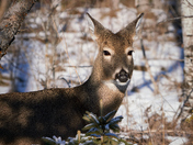 Happy New Year Wishes