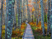 Acadia National Park