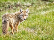 William L. Finley National Wildlife Refuge