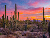 Saguaro National Park